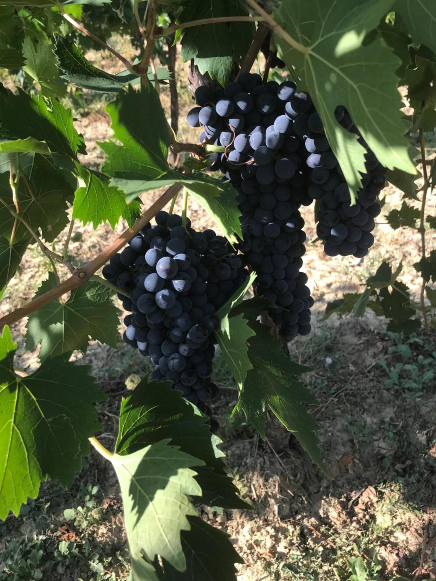 Agriturismo Cerquatonda Montalto delle Marche Zewnętrze zdjęcie