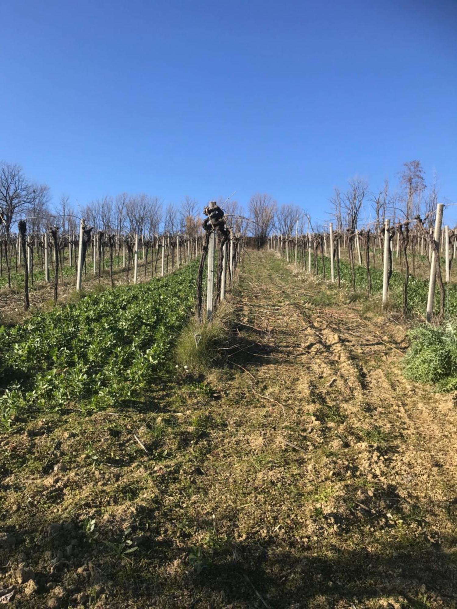 Agriturismo Cerquatonda Montalto delle Marche Zewnętrze zdjęcie