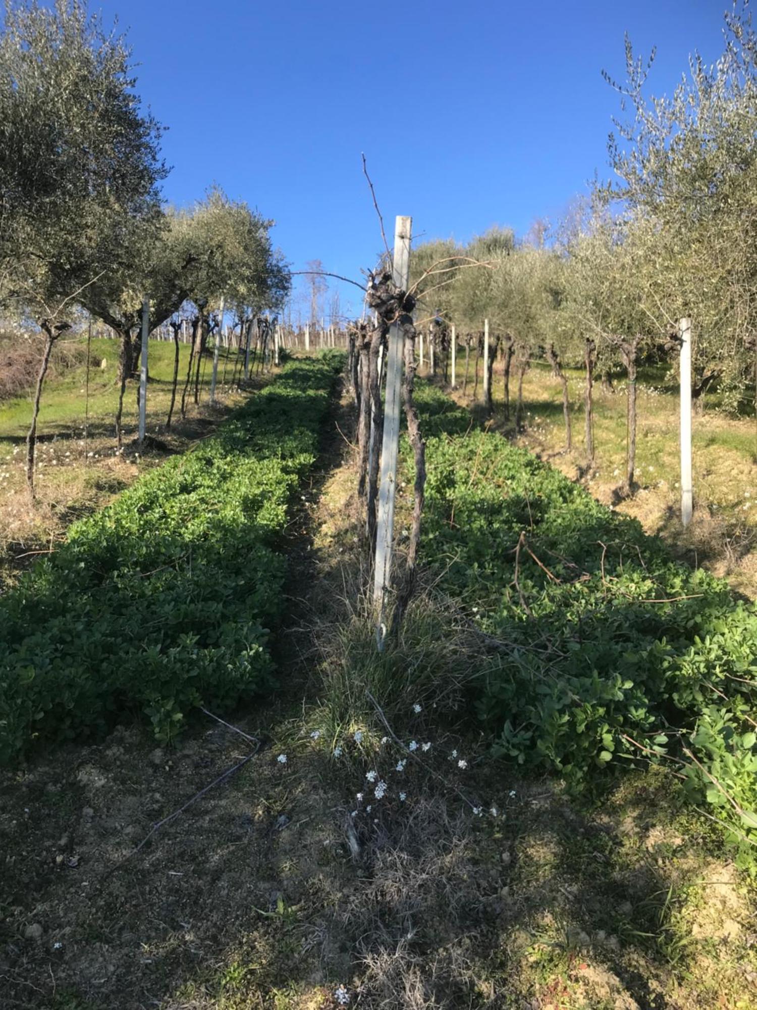 Agriturismo Cerquatonda Montalto delle Marche Zewnętrze zdjęcie